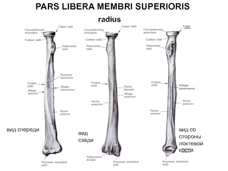 Плечевая кость латынь. Анатомия лучевой кости кости. Плечевая кость строение анатомия. Лучевая кость анатомия строение. Плечевая кость анатомия человека рентген.