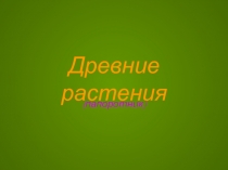 Древние растения  (папоротник)