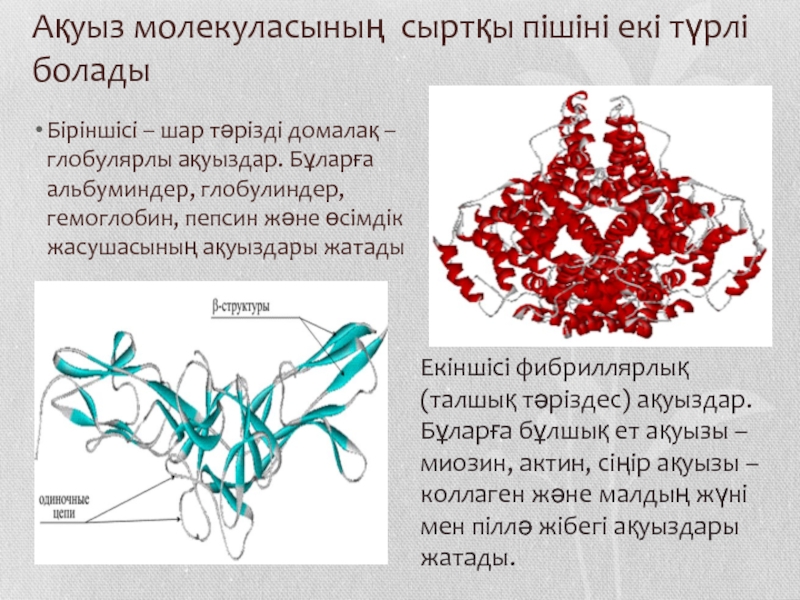 Белоктардың алмасуы презентация