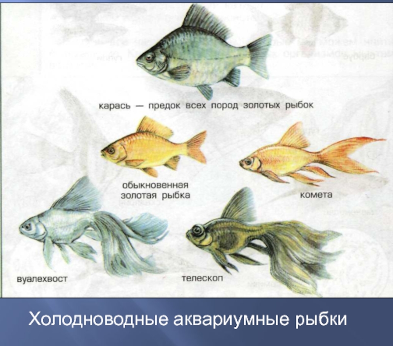 Холодноводные аквариумные рыбки