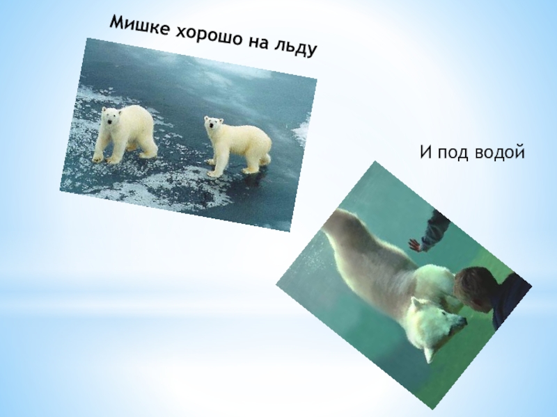 На каком восточном материке обитает белый медведь. Где обитает белый медведь. Где живут медведи 1 класс школа России презентация. Белые мишки проект. Проект мишка.