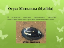 Отряд Митилиды (mytilida)