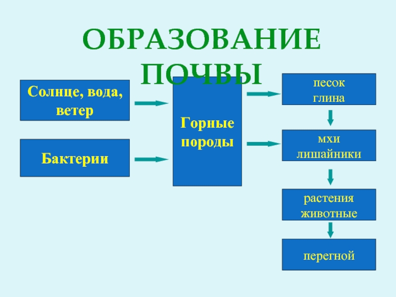 Что участвует в образовании почвы. Образование почвы. Как образуется почва. Цепочка образования почвы. Схема образования почвы.