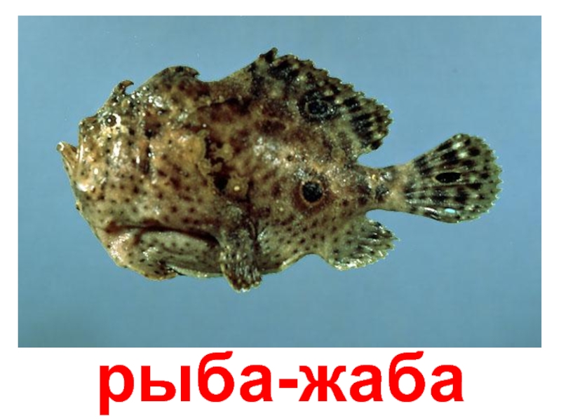 рыба-жаба
