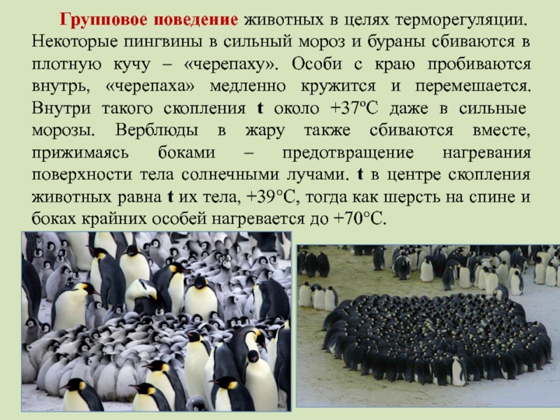 Групповое поведение. Групповое поведение животных. Поведенческие адаптации пингвинов. Групповое поведение животных формируется. Групповое поведение птиц.