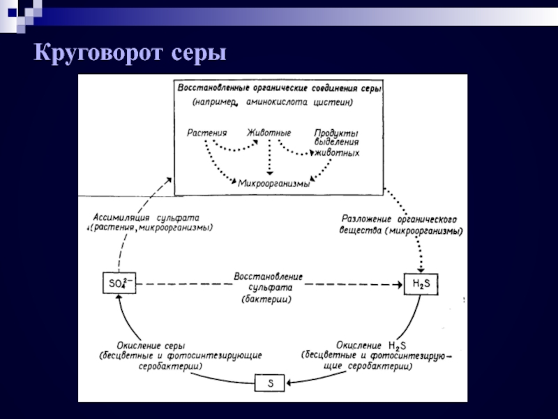 Круговорот серы рисунок