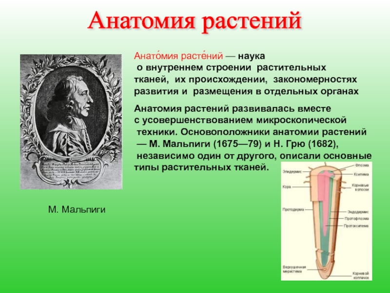 Анатомия растений. Анатомия растений изучает. Анатомические признаки растений. Родоначальник анатомии растений.