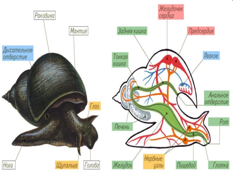 Тело моллюска имеет мантию. Нога у моллюсков. Мускулистая нога у моллюсков. Известковая раковина у моллюсков. Тело брюхоногих мантия.