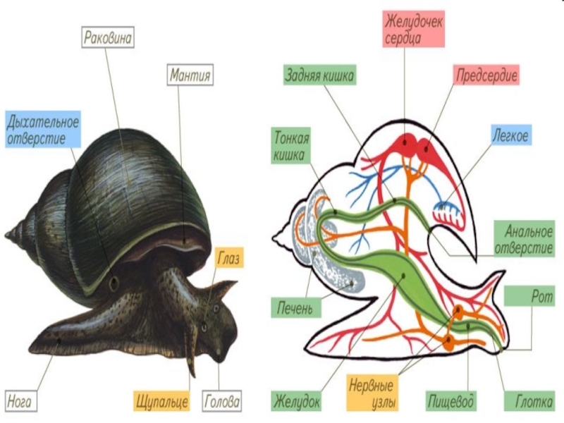 Нога у моллюсков. Мускулистая нога у моллюсков. Известковая раковина у моллюсков. Членики у моллюсков. Тело моллюсков делится на членики.