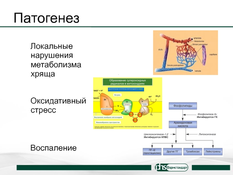 Нарушение обмена веществ в суставах. Патогенез нарушений обмена веществ. Нарушение белкового обмена патогенез. Оксидативный стресс патогенез. Нарушения белкового обмена механизм развития.