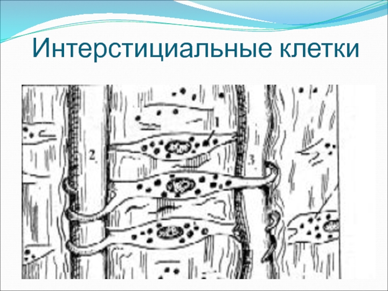 Клетки кахаля. Клетки Кахаля гистология. Интерстициальные клетки почки. Интерстициальные клетки Кахаля. Простагландиновый аппарат почки.