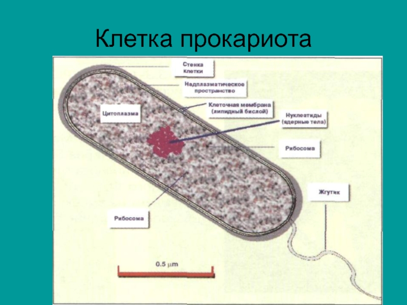 В1 клетки. Клетка прокариот.