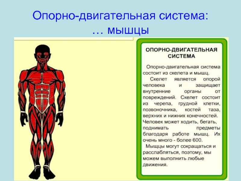 Мышечная система какие органы входят. Опорно двигательная система мышцы. Органы опорно двигательной системы человека. Мышечная система человека органы и функции. Опорно-двигательная система мышцы крупные мышцы.