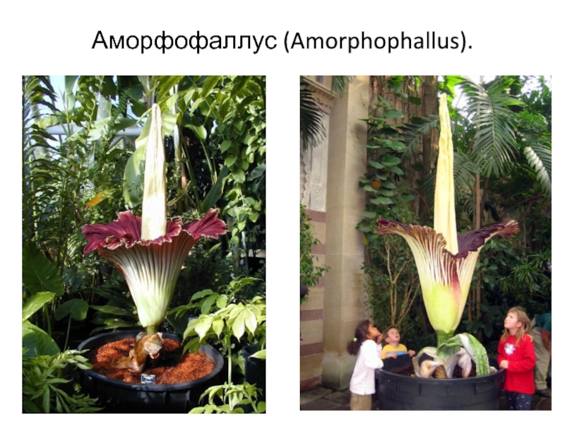 Аморфофаллус (Amorphophallus).