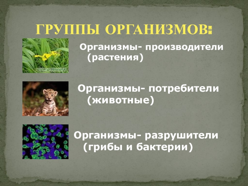 Растения в природных сообществах растения и человек. Группы организмов. Организмы производители. Организмы производители и потребители. Организмы производители потребители и Разрушители.