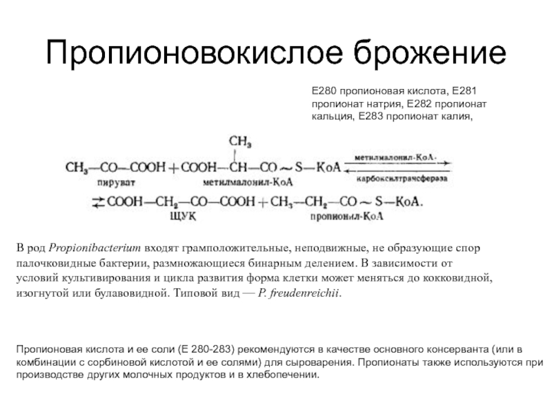 Уксуснокислое брожение презентация