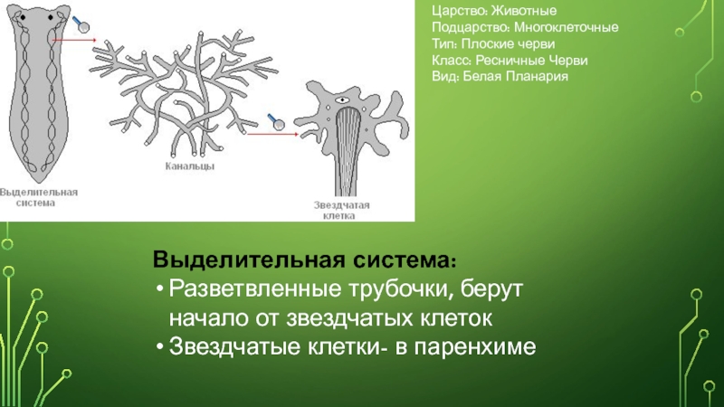 Белая планария показанная на рисунке отличается от кишечнополостных животных