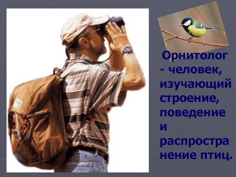 Орнитолог - человек, изучающий строение, поведение и распространение птиц.