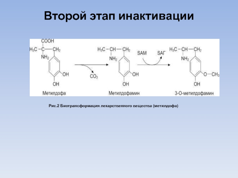 Ii этап. Биотрансформация 2 фазы. Метилдофа биотрансформация. Инактивация лекарственных веществ. Реакции 2 этапа биотрансформации.