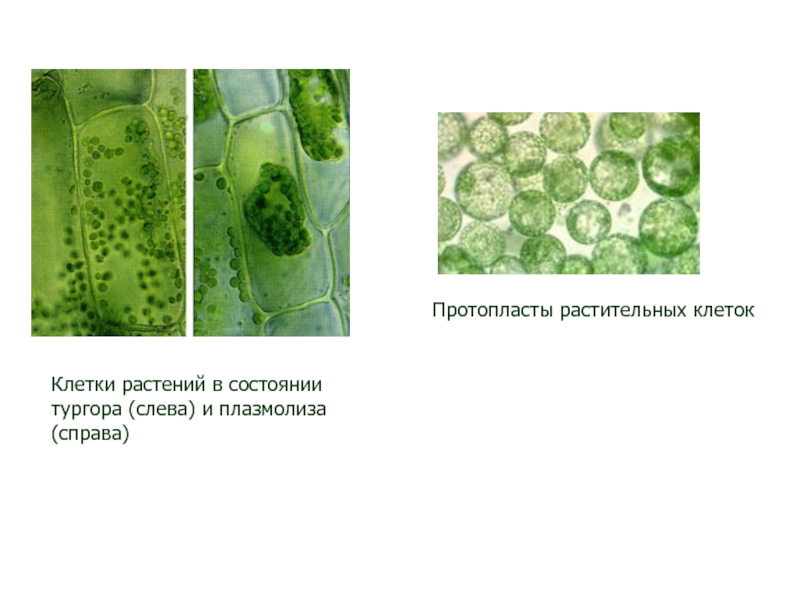 Плазмолиз и деплазмолиз презентация