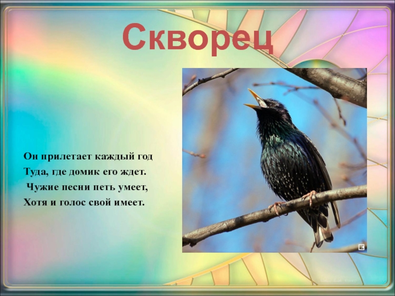 Сладков скворец молодец 2 класс 21 век презентация