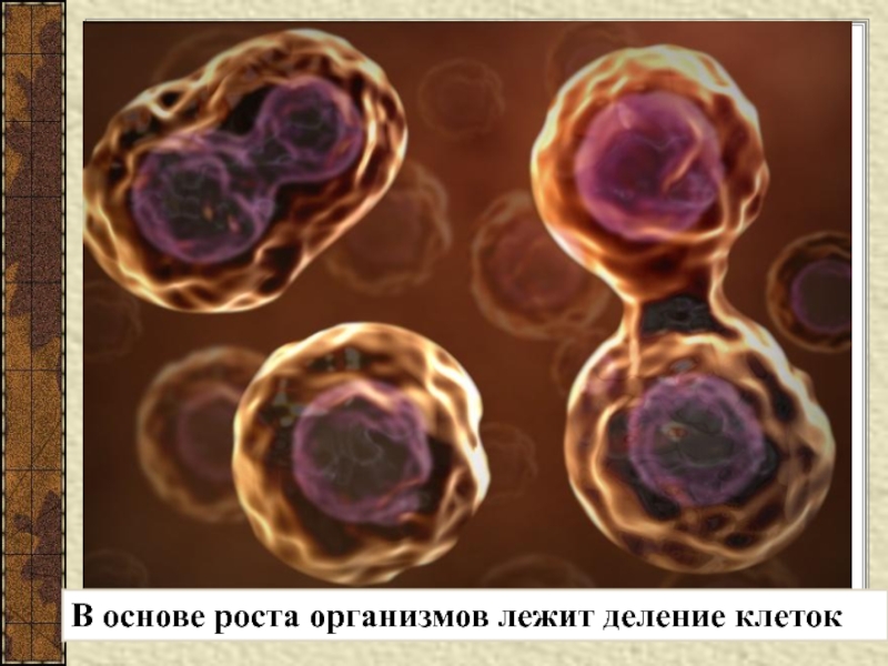 План что лежит в основе роста организмов