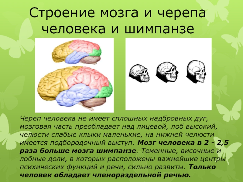 Мозговой отдел преобладал над лицевым. Строение мозга. Строение мозга шимпанзе и человека. Эволюция черепа человека.
