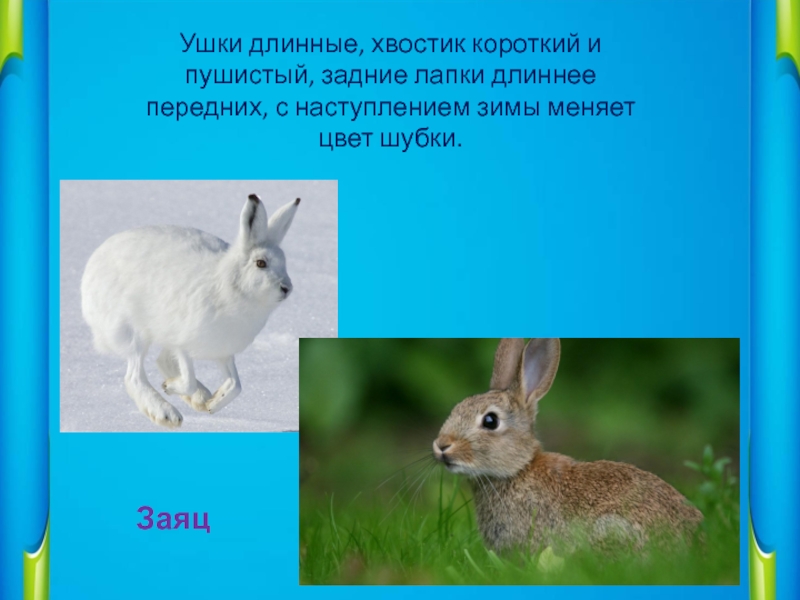 У зайца хвост короткий а уши. Животное по описанию. Узнай животного по описанию. Заяц на задних лапах. Узнай зверя по описанию.