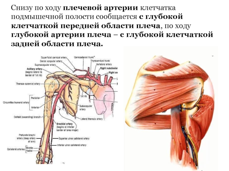 Снизу по ходу плечевой артерии клетчатка подмышечной полости сообщается с глубокой клетчаткой передней области плеча, по ходу