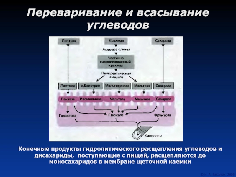 Схема переваривания крахмала