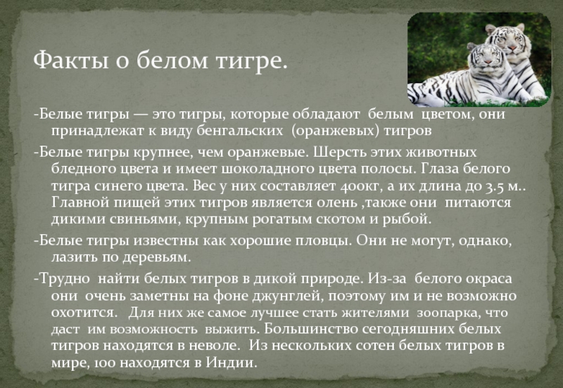 Доклад белый. Рассказ о белом Тигре. Доклад о белом Тигре. Доклад про белого тигра. Презентация о белом Тигре.