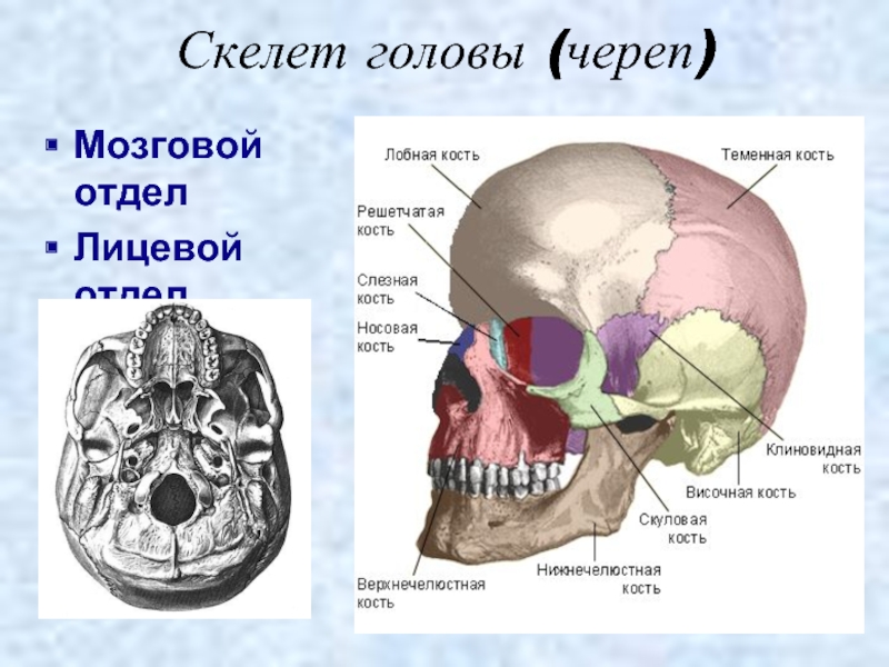 Скелет головы (череп)Мозговой отделЛицевой отдел