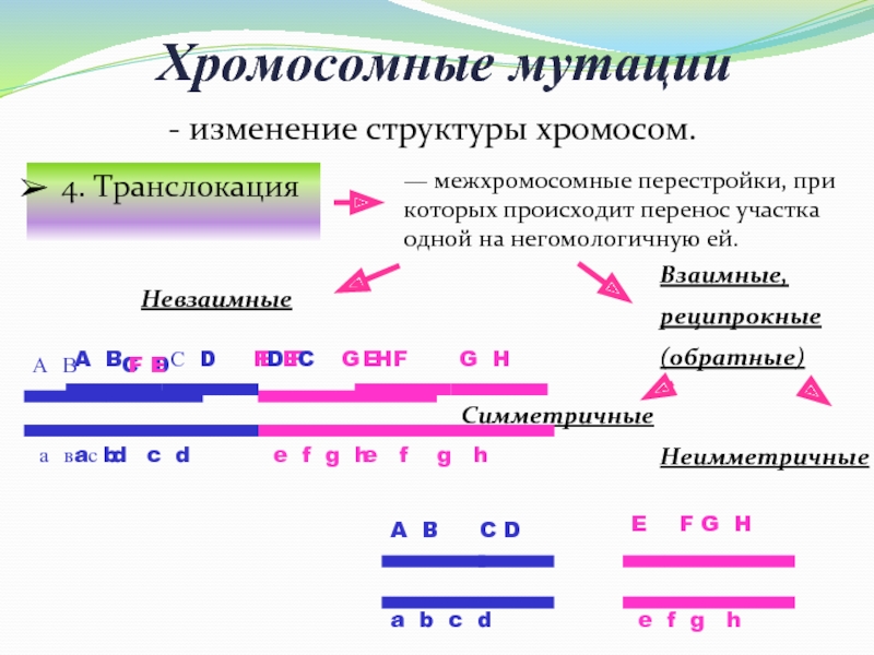 Изменение строения хромосом. Хромосомные мутации. Изменение структуры хромосом. Структурные изменения хромосомных мутаций.