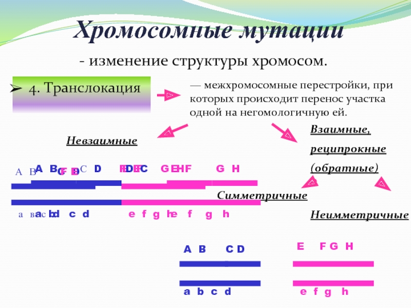 Изменение строения хромосом вид мутации. Хромосомные мутации. Изменение структуры хромосом. Типы хромосомных мутаций.