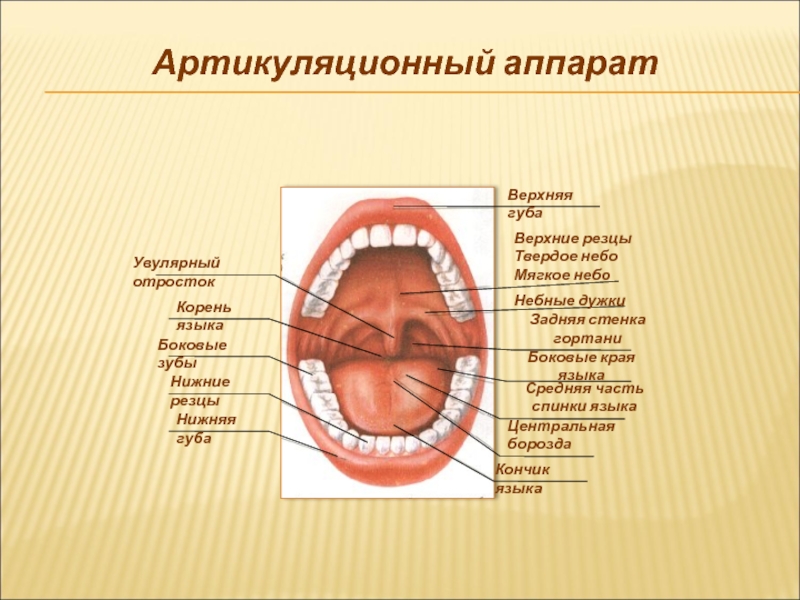 Небные дужки рисунок