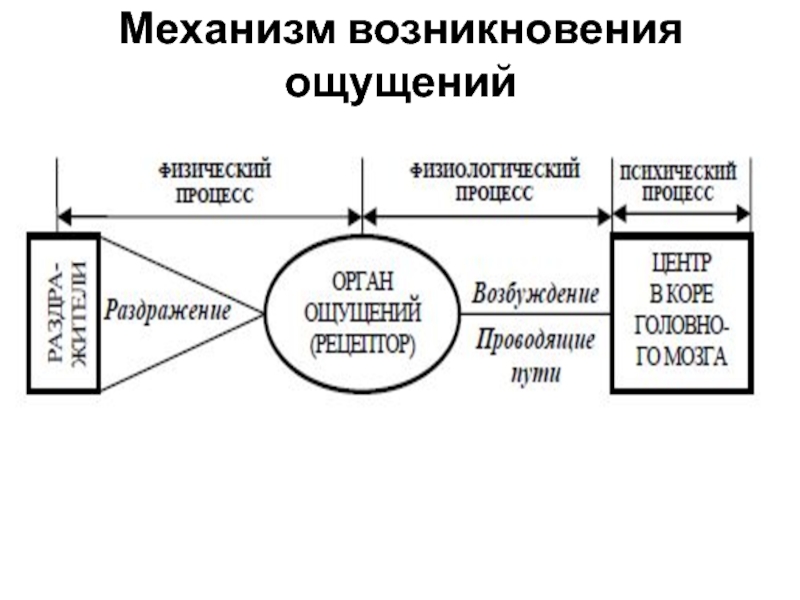 Возникновение ощущений схема