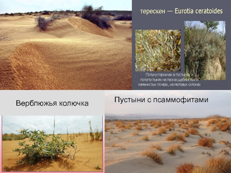Температура летом в полупустынях. Полупустыни и пустыни рельеф почвы. Почвы полупустынь в России. Полупустыни и пустыни русской равнины. Бурые почвы полупустынь.