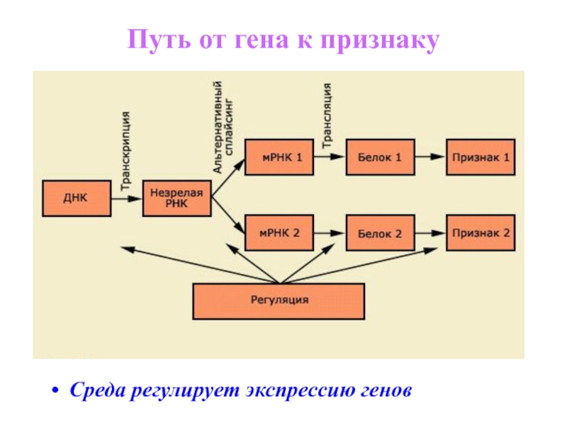 Путь долга. Путь от Гена к признаку. Гены и среда. Модель Гена. Картинка схема Гена.