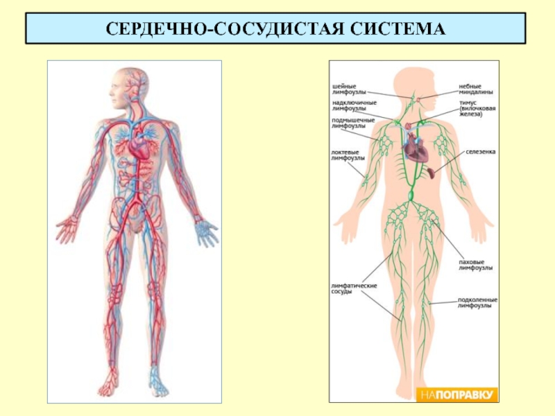 Сосудистая система презентация