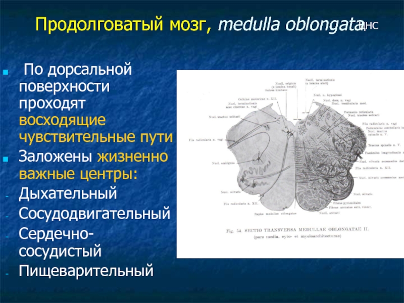 Дыхательный центр продолговатого мозга. Сосудодвигательный и дыхательный центры продолговатого мозга. Жизненно важные центры продолговатого мозга. Двигательные центры продолговатого мозга. Подкорковые центры продолговатого мозга.