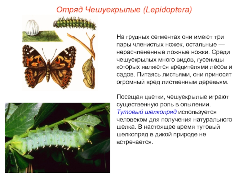 Чем питаются личинки чешуекрылых. Отряд чешуекрылые или бабочки представители. Отряд чешуекрылые Имаго. Отряд чешуекрылые или бабочки общая характеристика. Чешуекрылые насекомые характеристика.