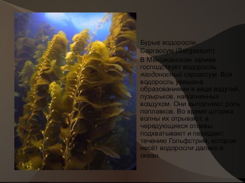 Ягодоносный саргассум. Саргассово море бурые водоросли. Саргассум водоросль. Ламинария фукус саргассум.