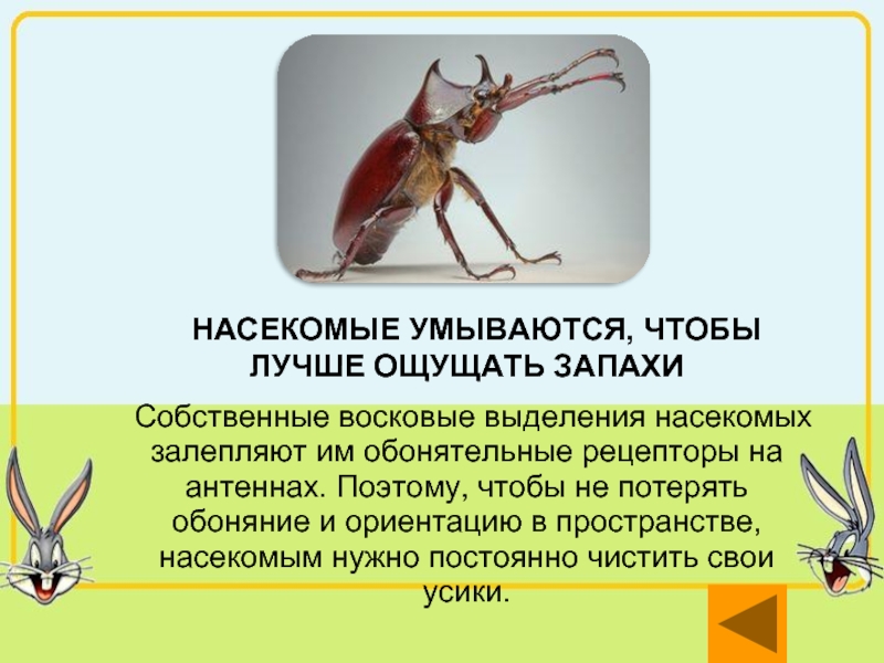 Знаешь ли ты животных. Насекомые умываются. Насекомое с запахом. Как насекомые чувствуют запахи. Как насекомые ощущают.