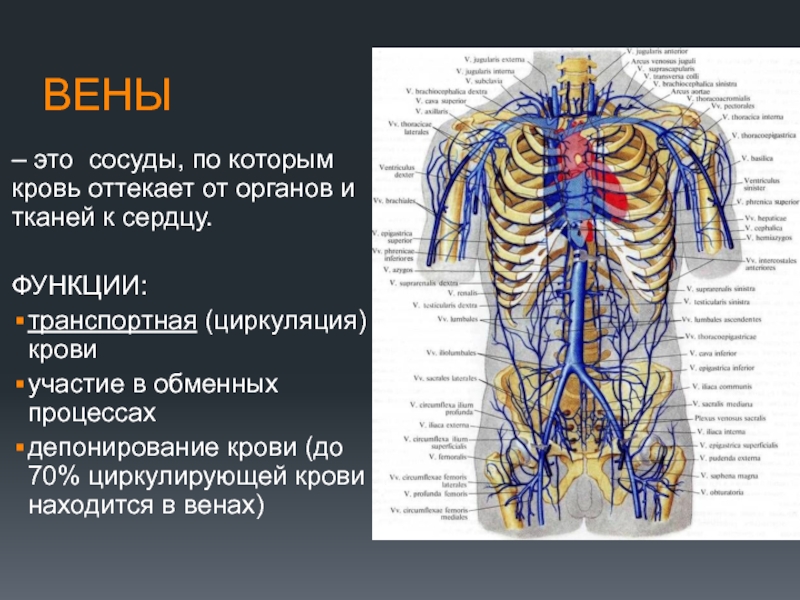 ВЕНЫ ТУЛОВИЩА презентация, доклад