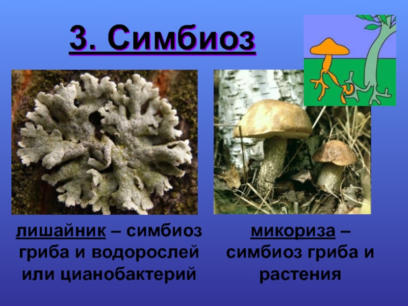 Вступать в симбиоз. Грибы симбионты лишайник. Симбиоз грибов и растений. Симбиоз грибов и водорослей. Симбиоз гриба и растения.