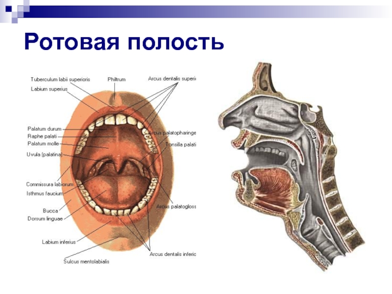 Полость рта представлена. Ротовая полость анатомия вид сбоку. Строение ротовой полости вид сбоку. Пищеварительная система человека полость рта анатомия. Ротовая полость вид сбоку схематическое изображение.
