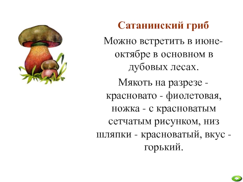 Сатанинский гриб описание. Сатанинский гриб описание для детей 2 класса. Сообщение о сатанинском грибе 4 класс. Рассказ о сатанинском грибе. Сатанинский гриб ядовитые грибы.