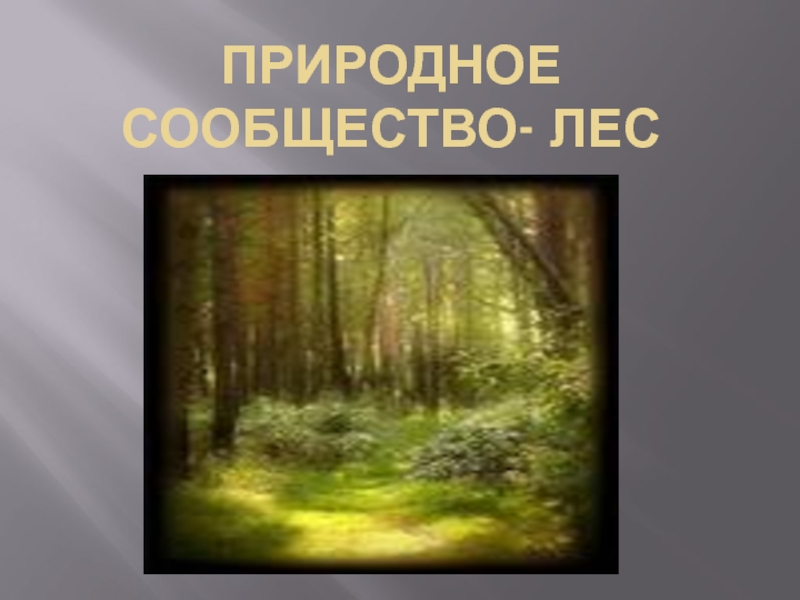 Природное сообщество - лес 2 класс