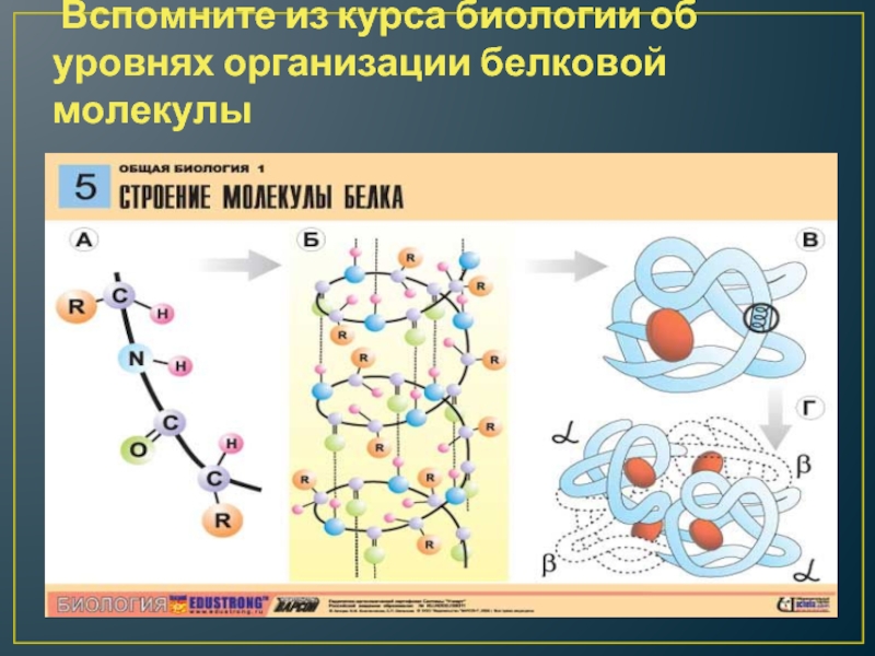 Уровни организации молекул. Уровни организации белковой молекулы таблица. Уровни организации белковой молекулы. Уровни организации белковых молекул. Организация белковой молекулы.