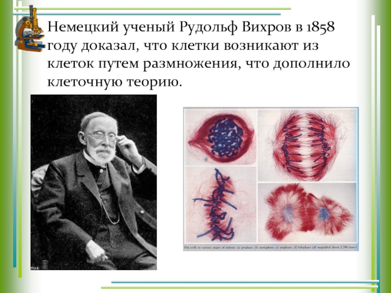 Немецкий ученый Рудольф Вихров в 1858 году доказал, что клетки возникают из клеток путем размножения, что дополнило